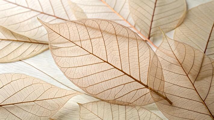 delicate-leaf-skeleton-artfully-arranged-on-white-background-for-nature-enthusiasts-and-designers-seeking-unique-botanical-textures-photo