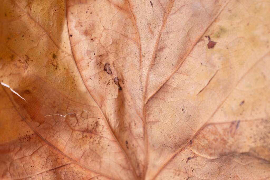 dry-leaf-4693842_1280